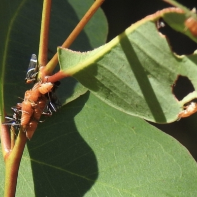Eurymeloides bicincta (Gumtree hopper) at Wingello, NSW - 9 Jan 2023 by GlossyGal
