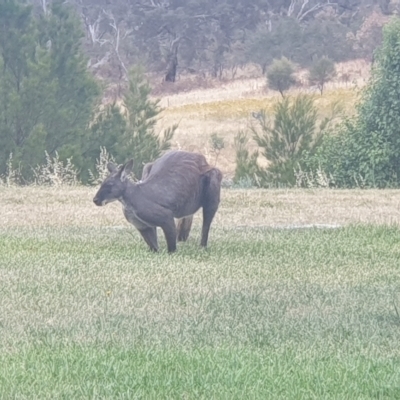 Osphranter robustus (Wallaroo) at Williamsdale, NSW - 14 Jan 2023 by Kazw