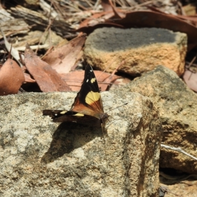 Vanessa itea (Yellow Admiral) at Mittagong, NSW - 21 Jan 2023 by GlossyGal