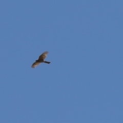 Tachyspiza cirrocephala (Collared Sparrowhawk) at Kaleen, ACT - 21 Jan 2023 by Tammy