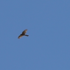 Accipiter cirrocephalus (Collared Sparrowhawk) at Kaleen, ACT - 21 Jan 2023 by Tammy