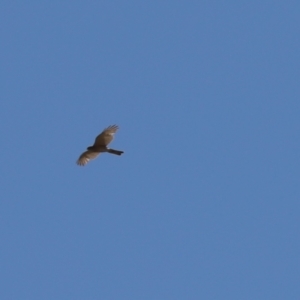 Accipiter cirrocephalus at Kaleen, ACT - 21 Jan 2023