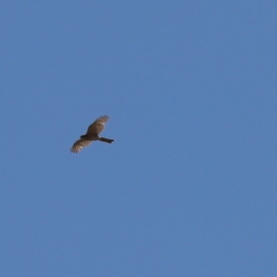 Accipiter cirrocephalus (Collared Sparrowhawk) at Kaleen, ACT - 21 Jan 2023 by Tammy