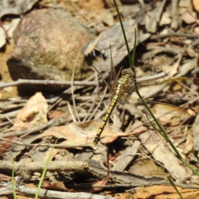 Orthetrum caledonicum (Blue Skimmer) at Mittagong, NSW - 21 Jan 2023 by GlossyGal