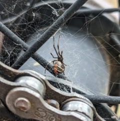 Latrodectus hasselti (Redback Spider) at Hackett, ACT - 22 Jan 2023 by WalterEgo