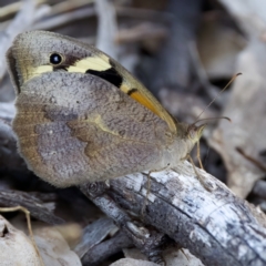 Heteronympha merope (Common Brown Butterfly) at Throsby, ACT - 10 Jan 2023 by KorinneM