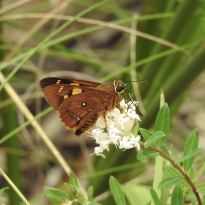 Trapezites symmomus (Splendid Ochre) at Mittagong, NSW - 21 Jan 2023 by GlossyGal