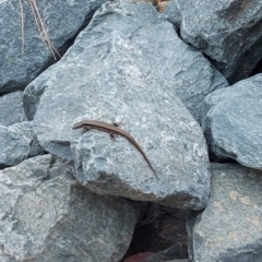 Eulamprus heatwolei (Yellow-bellied Water Skink) at Old Naas TSR - 22 Jan 2023 by GirtsO