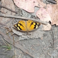 Heteronympha merope (Common Brown Butterfly) at Tennent, ACT - 22 Jan 2023 by GirtsO