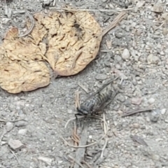 Cicadettini sp. (tribe) (Cicada) at Namadgi National Park - 22 Jan 2023 by GirtsO