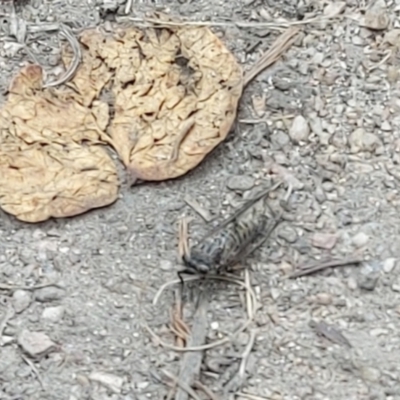 Cicadettini sp. (tribe) (Cicada) at Namadgi National Park - 22 Jan 2023 by GirtsO