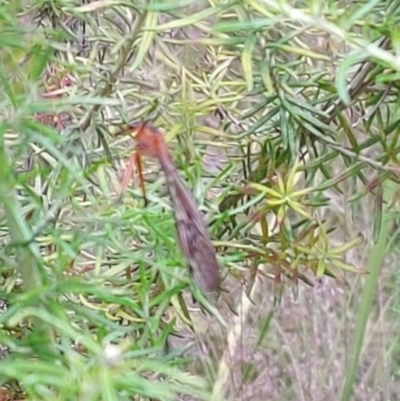 Harpobittacus sp. (genus) (Hangingfly) at Namadgi National Park - 22 Jan 2023 by GirtsO