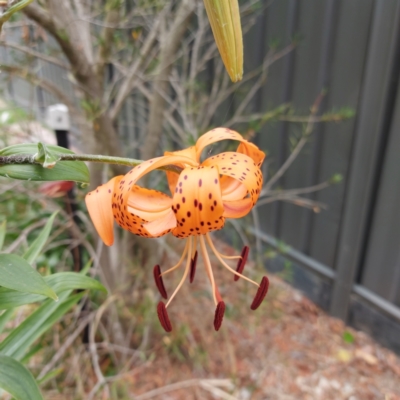 Unidentified Lily or Iris at Kambah, ACT - 22 Jan 2023 by GirtsO