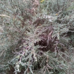 Leptospermum myrtifolium (Myrtle Teatree) at Cooma, NSW - 22 Jan 2023 by mahargiani