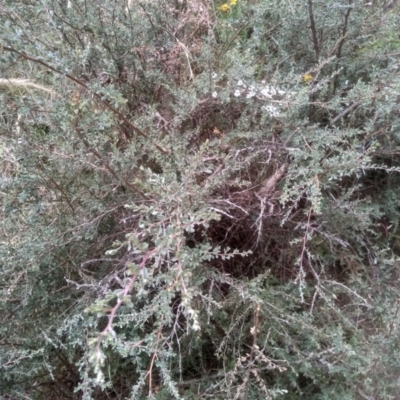 Leptospermum myrtifolium (Myrtle Teatree) at Cooma, NSW - 22 Jan 2023 by mahargiani