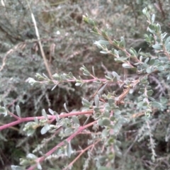 Leptospermum myrtifolium at Cooma, NSW - 22 Jan 2023