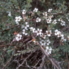 Leptospermum myrtifolium at Cooma, NSW - 22 Jan 2023