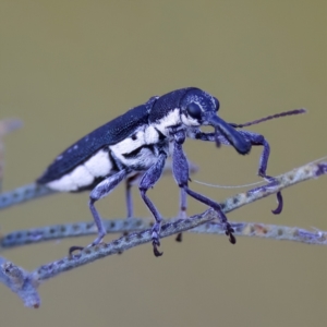 Rhinotia sp. in brunnea-group at Throsby, ACT - 10 Jan 2023