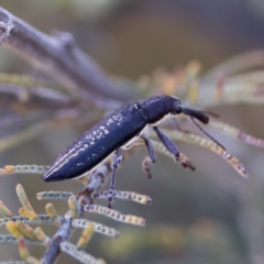 Rhinotia sp. in brunnea-group at Throsby, ACT - 10 Jan 2023