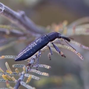 Rhinotia sp. in brunnea-group at Throsby, ACT - 10 Jan 2023