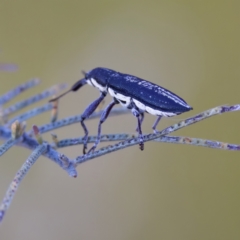 Rhinotia sp. in brunnea-group at Throsby, ACT - 10 Jan 2023