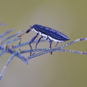 Rhinotia sp. in brunnea-group at Throsby, ACT - 10 Jan 2023