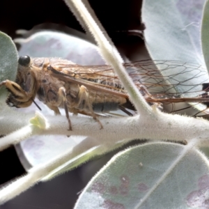 Galanga labeculata at Higgins, ACT - 22 Jan 2023