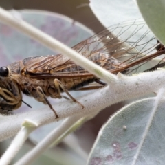 Galanga labeculata at Higgins, ACT - 22 Jan 2023