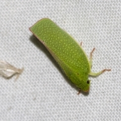 Siphanta acuta (Green planthopper, Torpedo bug) at Higgins, ACT - 28 Dec 2022 by AlisonMilton