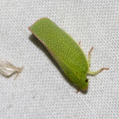 Siphanta acuta (Green planthopper, Torpedo bug) at Higgins, ACT - 28 Dec 2022 by AlisonMilton