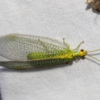 Chrysopidae (family) (Unidentified Green lacewing) at Higgins, ACT - 27 Dec 2022 by AlisonMilton