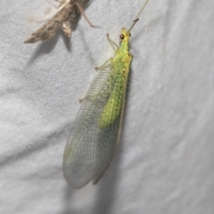 Chrysopidae (family) at Higgins, ACT - 28 Dec 2022