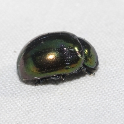 Callidemum hypochalceum (Hop-bush leaf beetle) at Hawker, ACT - 27 Dec 2022 by AlisonMilton