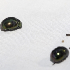 Callidemum hypochalceum at Hawker, ACT - 28 Dec 2022 07:52 AM