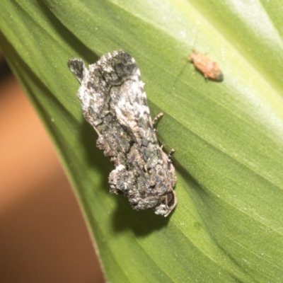 Aedia leucomelas acronyctoides (Eastern Alchymist, Sweet Potato Leaf Worm or Sorcerer) at Higgins, ACT - 27 Dec 2022 by AlisonMilton