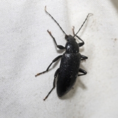 Homotrysis sp. (genus) (Darkling beetle) at Higgins, ACT - 28 Dec 2022 by AlisonMilton