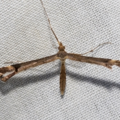 Sinpunctiptilia emissalis (Speedwell Pterror) at Higgins, ACT - 27 Dec 2022 by AlisonMilton