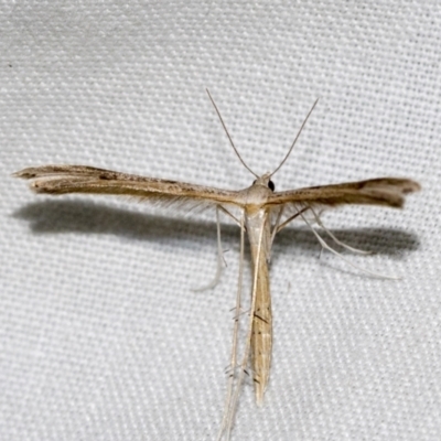 Stenoptilia zophodactylus (Dowdy Plume Moth) at Higgins, ACT - 28 Dec 2022 by AlisonMilton