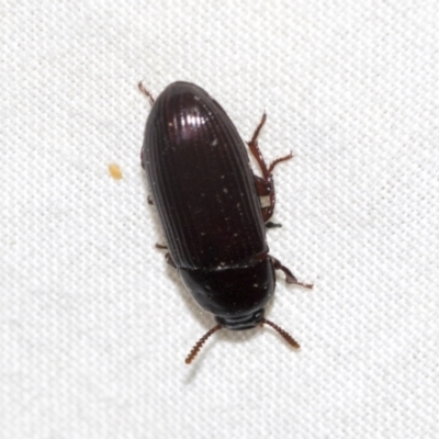 Uloma (Uloma) sanguinipes (Darkling beetle) at Higgins, ACT - 28 Dec 2022 by AlisonMilton