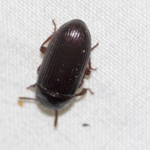 Uloma (Uloma) sanguinipes at Higgins, ACT - 28 Dec 2022