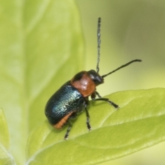 Aporocera (Aporocera) cyanipennis at Higgins, ACT - 22 Jan 2023