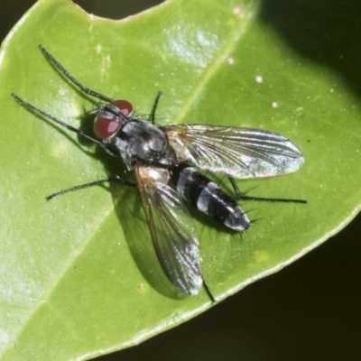 Sumpigaster sp. (genus) (A bristle fly) at Higgins, ACT - 21 Jan 2023 by AlisonMilton