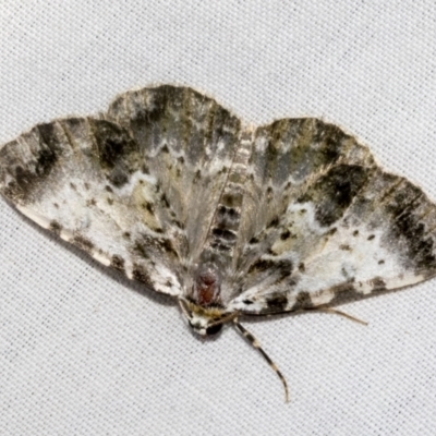 Rhuma subaurata (A Geometer moth) at Higgins, ACT - 17 Jan 2023 by AlisonMilton