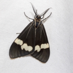 Nyctemera amicus (Senecio Moth, Magpie Moth, Cineraria Moth) at Higgins, ACT - 16 Jan 2023 by AlisonMilton