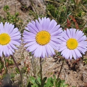 Brachyscome spathulata at Jagungal Wilderness, NSW - 12 Jan 2023