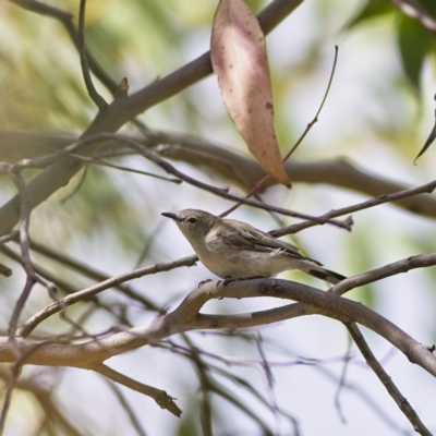 Gerygone fusca (Western Gerygone) at Holt, ACT - 21 Jan 2023 by MichaelWenke