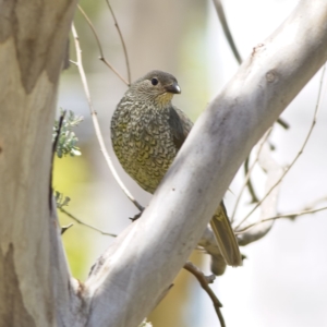 Ptilonorhynchus violaceus at Coree, ACT - 21 Jan 2023