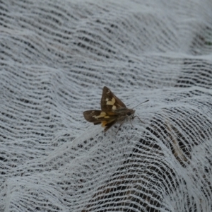 Trapezites phigalioides at Charleys Forest, NSW - suppressed