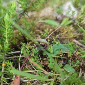 Chiloglottis cornuta at Kosciuszko National Park, NSW - 22 Jan 2023