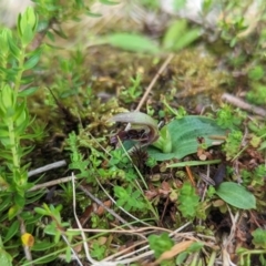 Chiloglottis cornuta at Kosciuszko National Park, NSW - 22 Jan 2023